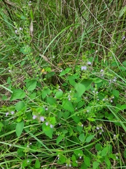Mosla dianthera