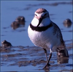 Anarhynchus frontalis