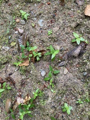 Nothochelone nemorosa