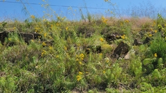 Helianthus salicifolius