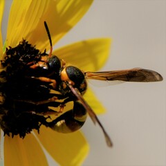 Megapterocheilus
