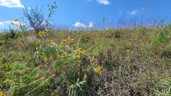 Helianthus salicifolius