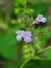 Mosla dianthera