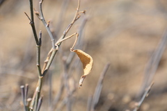Asclepias albicans