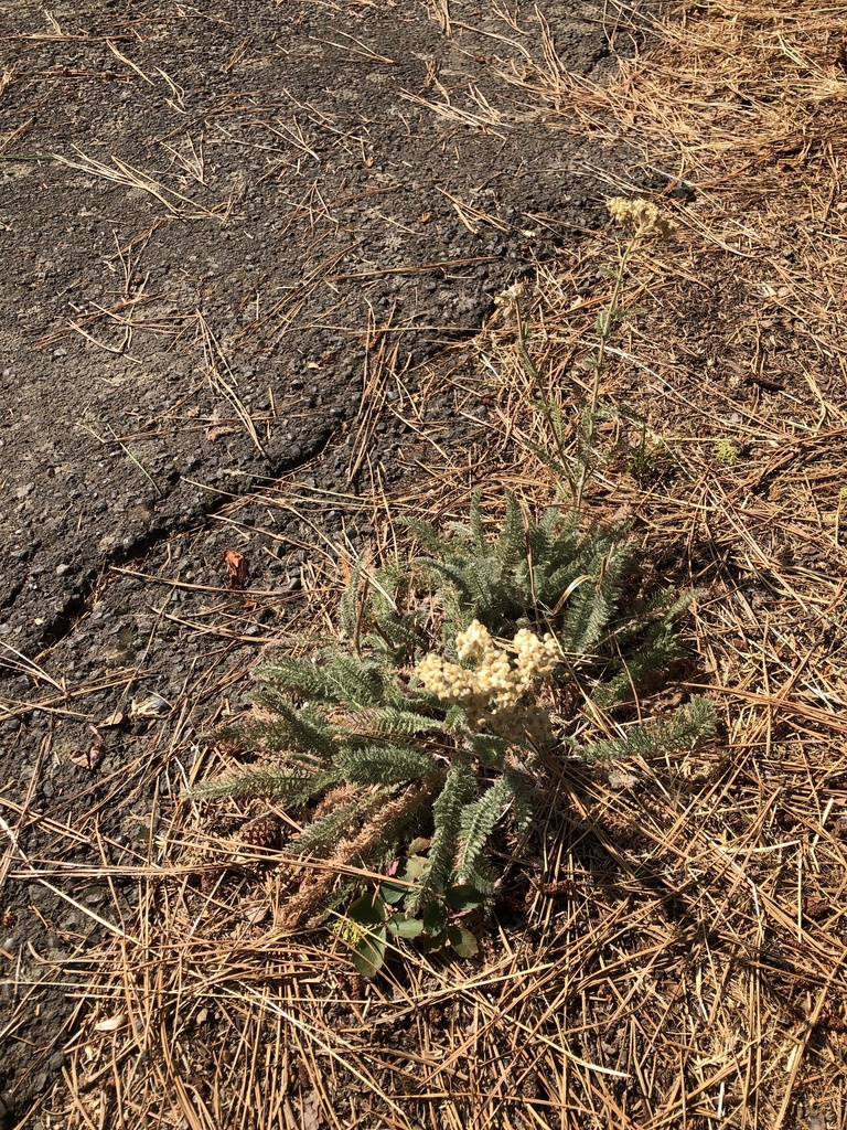 common yarrow from US395, Pilot Rock, OR, US on September 18, 2022 at 0136 PM by krwilkes