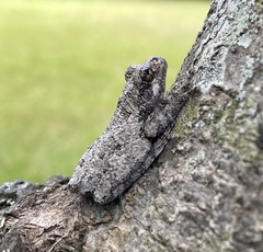 Hyla chrysoscelis