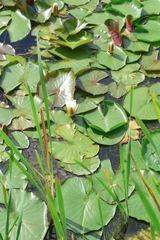 Nymphaea