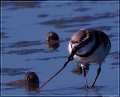 Anarhynchus frontalis