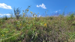 Helianthus salicifolius