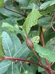 Neolasioptera vitinea