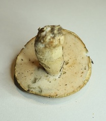 Gyroporus cyanescens