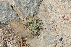 Euphorbia polycarpa