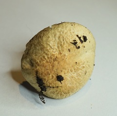 Gyroporus cyanescens