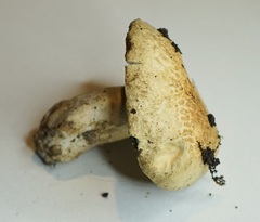 Gyroporus cyanescens