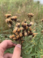 Vernonia fasciculata