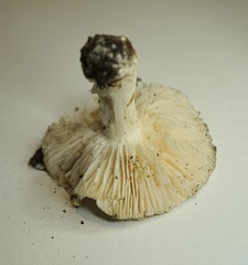 Tricholoma columbetta