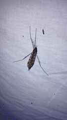 Tipula abdominalis