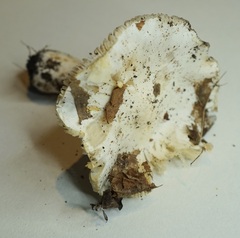 Tricholoma columbetta