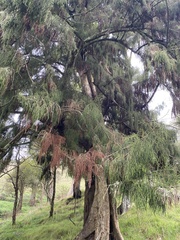 Dacrydium cupressinum