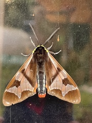 Dysschema leucophaea