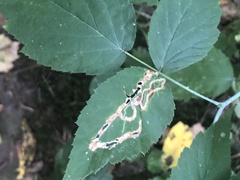 Agromyzidae
