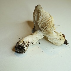 Tricholoma columbetta