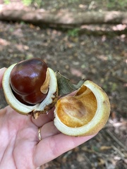 Aesculus glabra