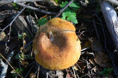 Paxillus rubicundulus