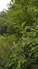 Ligustrum ovalifolium