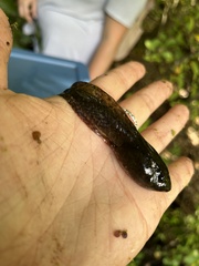 Lithobates catesbeianus