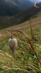 Pulsatilla