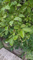 Ligustrum ovalifolium