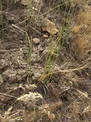 Equisetum laevigatum