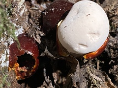 Ganoderma oregonense