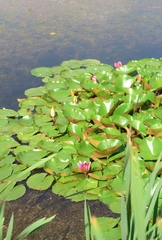 Nymphaea