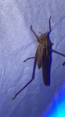 Neoconocephalus retusus