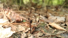 Trichoglossum