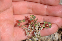 Euphorbia polycarpa