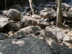 Nerodia sipedon pleuralis