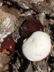 Ganoderma oregonense