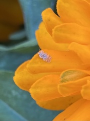 Corythucha marmorata