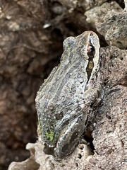 Pseudacris regilla