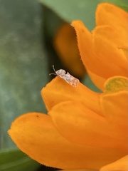 Corythucha marmorata