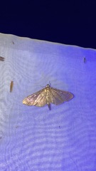 Herpetogramma aeglealis