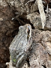 Pseudacris regilla
