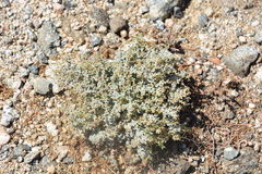 Euphorbia polycarpa