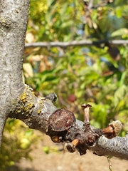 Solenosthedium bilunatum