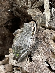 Pseudacris regilla