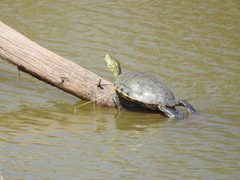 Trachemys hartwegi