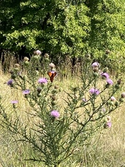 Cirsium discolor